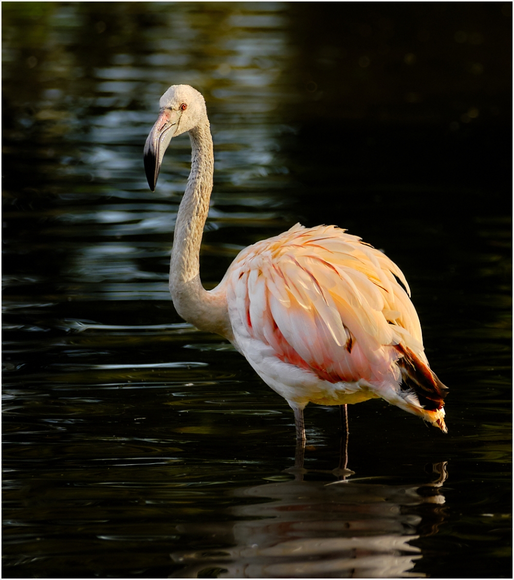 Flamingo in the sun